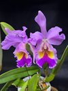 Cattleya Fabia